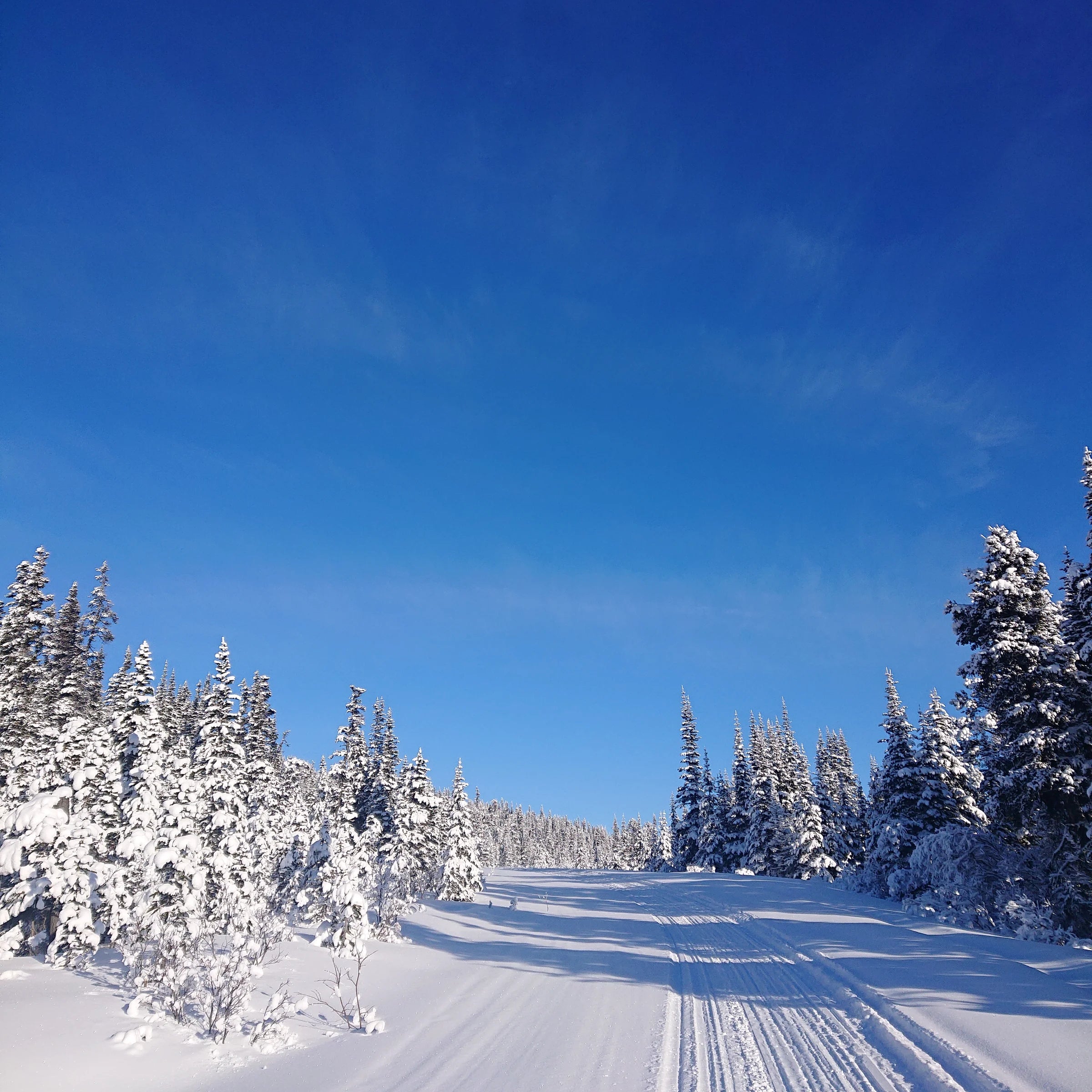 How far we go to get our Wild Yukon Furs