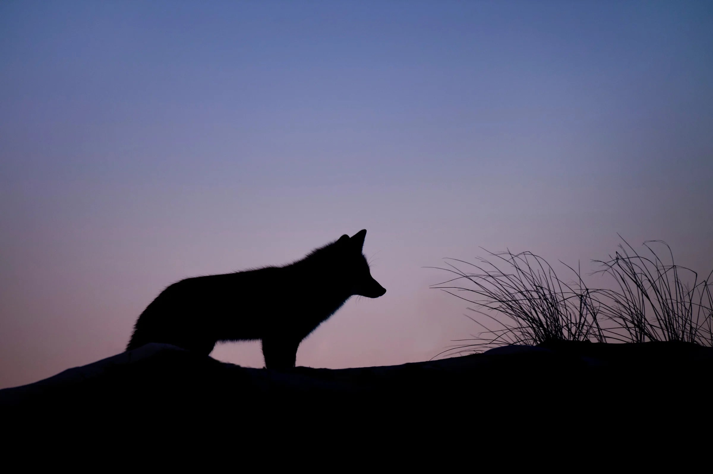 Understanding the Importance of Respecting Indigenous Concepts: Spirit Animals and Animal Totems