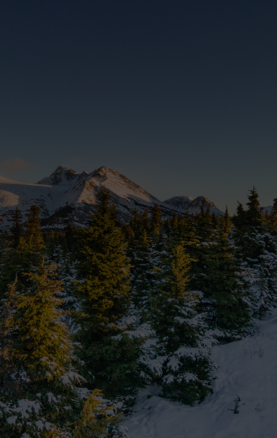 snowy forest